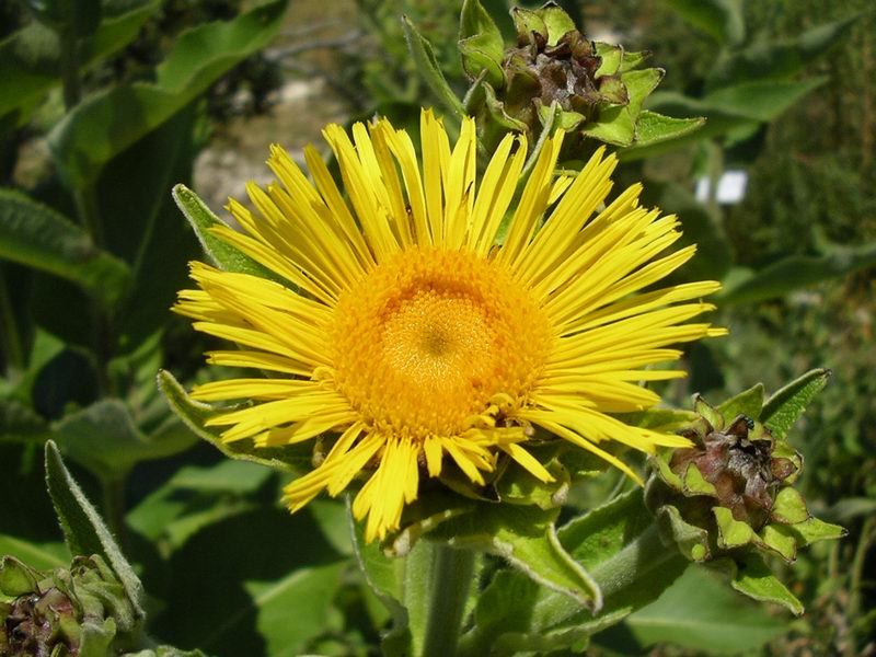 enula-campana-rimedio-naturale-insonnia 