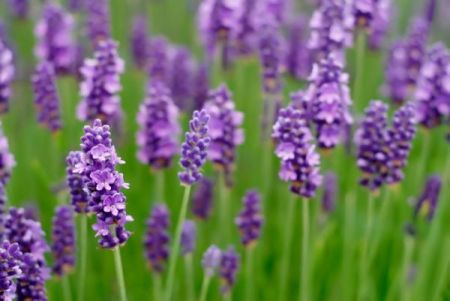 fiori-lavanda-rimedio-insonnia 