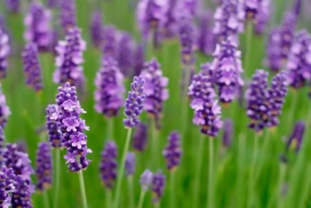 fiori-lavanda-rimedio-insonnia 