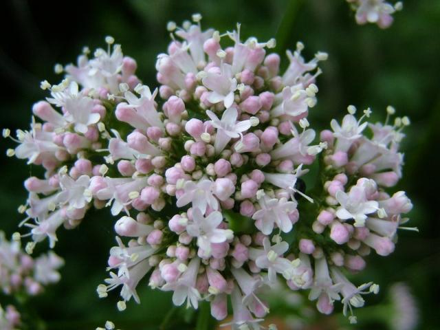 valeriana-rimedio-insonnia 