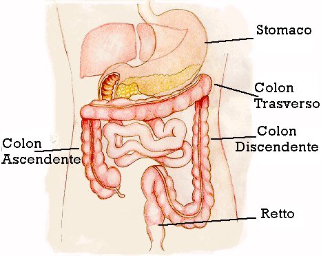 colon 